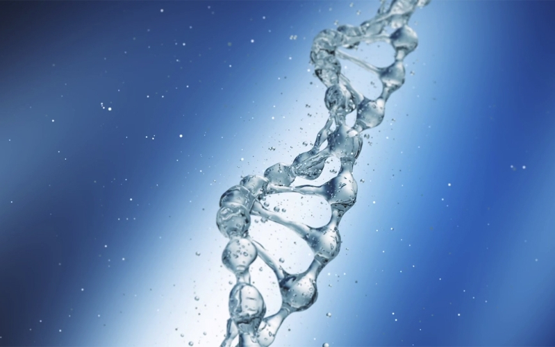 Открытие: ДНК удерживаются молекулами воды