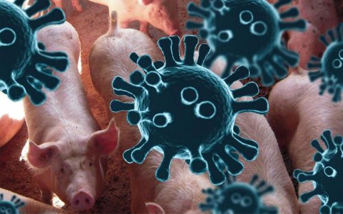 Коронавирус свиней может заражать человека