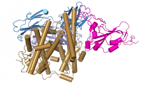 Получено 3D-изображение мощнейшего антитела к коронавирусу SARS-CoV-2