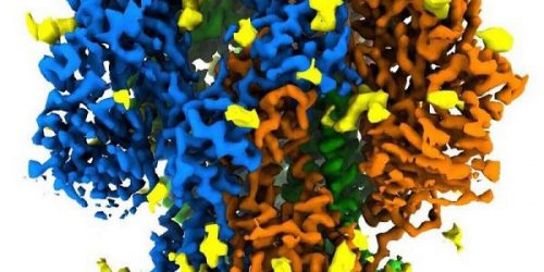 Ученые сделали первые качественные снимки шипов коронавируса