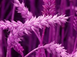 В Сибири вырастили фиолетовую пшеницу для профилактики Альцгеймера