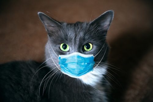 Российские учёные выяснили, что домашние кошки и собаки не передают коронавирус человеку. Они — «биологический тупик»