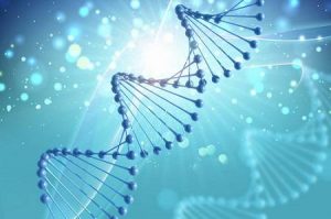 Компания генетических исследований «ДНК-Наследие» и генеалогическая компания «Археограф» договорились о партнерстве
