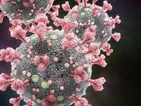 ВОЗ оценила реальную смертность от коронавируса в несколько раз выше официальной