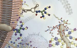 Открыт новый класс биомолекул — гликозилированные РНК