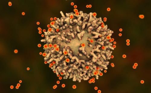Т-клетки переболевших или вакцинированных хорошо распознают новые штаммы коронавируса