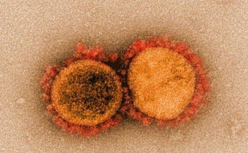 Одна вакцина против коронавируса способна защитить и от других коронавирусов