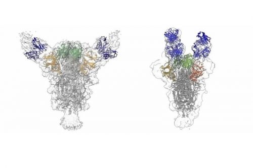 Regeneron приближает свой универсальный коктейль антител к финишу в качестве многоцелевого лечения COVID