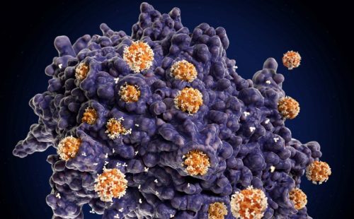 Вакцину против разных коронавирусов поможет создать модификация S-белка