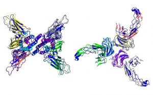 Искусственный интеллект рассчитал 3D-структуры сотен белковых комплексов