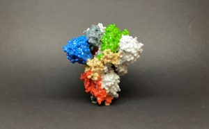 Взаимодействие омикрона с антителами изучили в Оксфорде