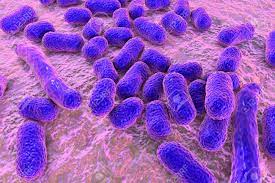 Acinetobacter baumannii — грамотрицательная бактерия