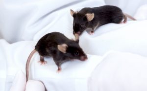 Антибиотик клофоктол подавляет репликацию коронавируса у мышей