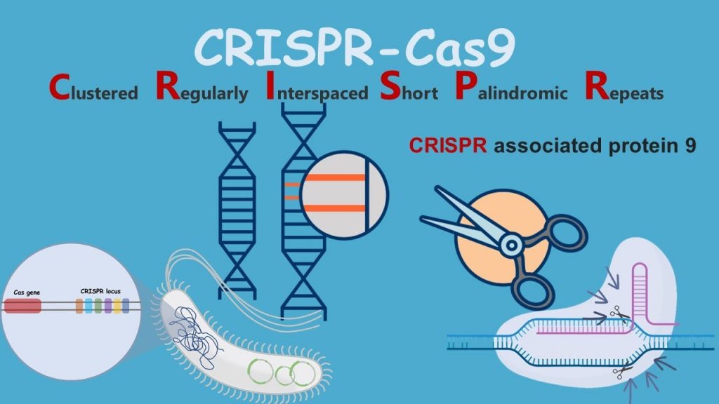 редактирование генов CRISPR