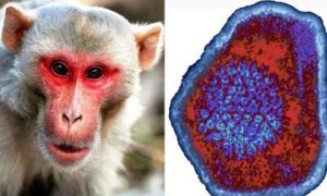 вирус оспы обезьян