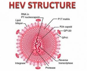 Структура вируса гепатита E