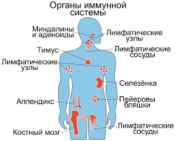 Органы иммунной системы