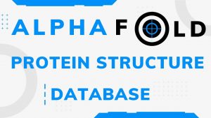AlphaFold Protein Structure