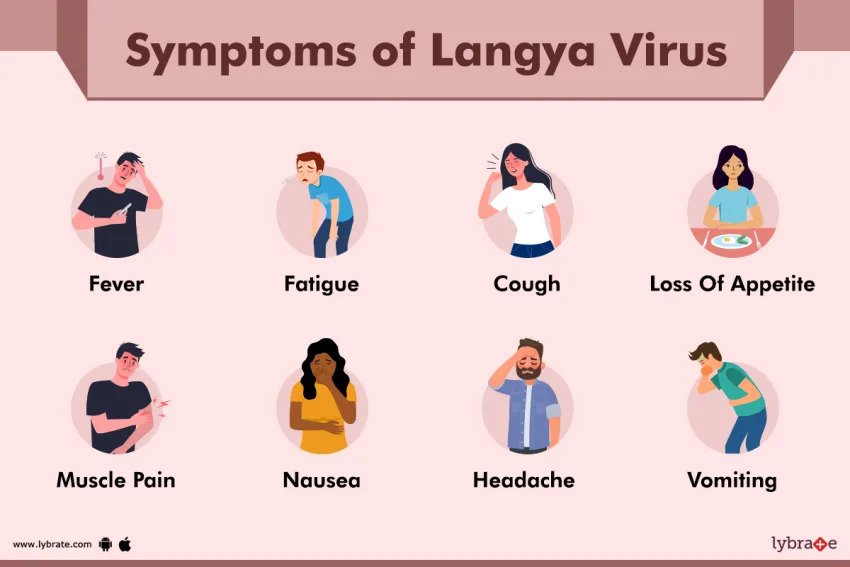 Симптомы вируса Ланъя