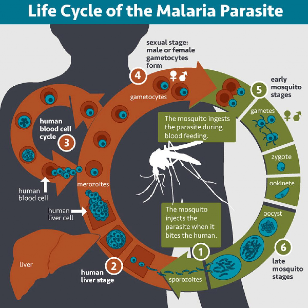 Цикл развития малярийного плазмодия в организме человека