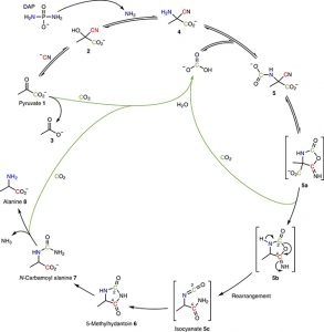 механизм образования аминокислоты из кетокислоты
