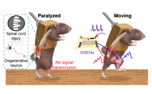 искусственные нервы управляющие подвижностью мышц