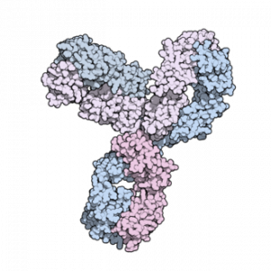 Keytruda (pembrolizumab) - monoclonal antibody