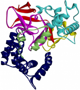 Структура белка SMYD3, окрашенная доменными компонентами