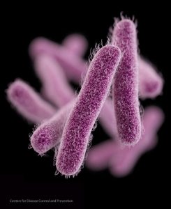 Бактерия Shigella (иллюстрация CDC)