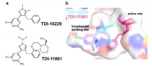 Молекулярная структура и визуализация ферментов TDI-10229 и TDI-11861. Изображение: Balbach et al., Nature Communications