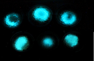 Светящиеся биосенсоры позволялют посекундно регистрировать разные показатели в организме