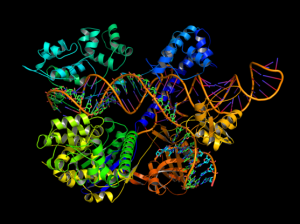 CRISPR позволила прицельно редактировать каждый ген дрожжей