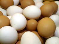 Сенсация: Куриные яйца станут основой лекарств нового поколения