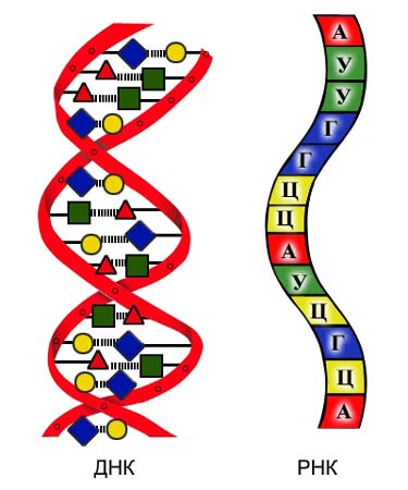 Существование РНК-мира оспаривает теория происхождения РНК и ДНК от общего предшественника