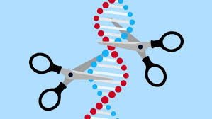 CRISPR модифицировали для разрезания и сращивания целых хромосом