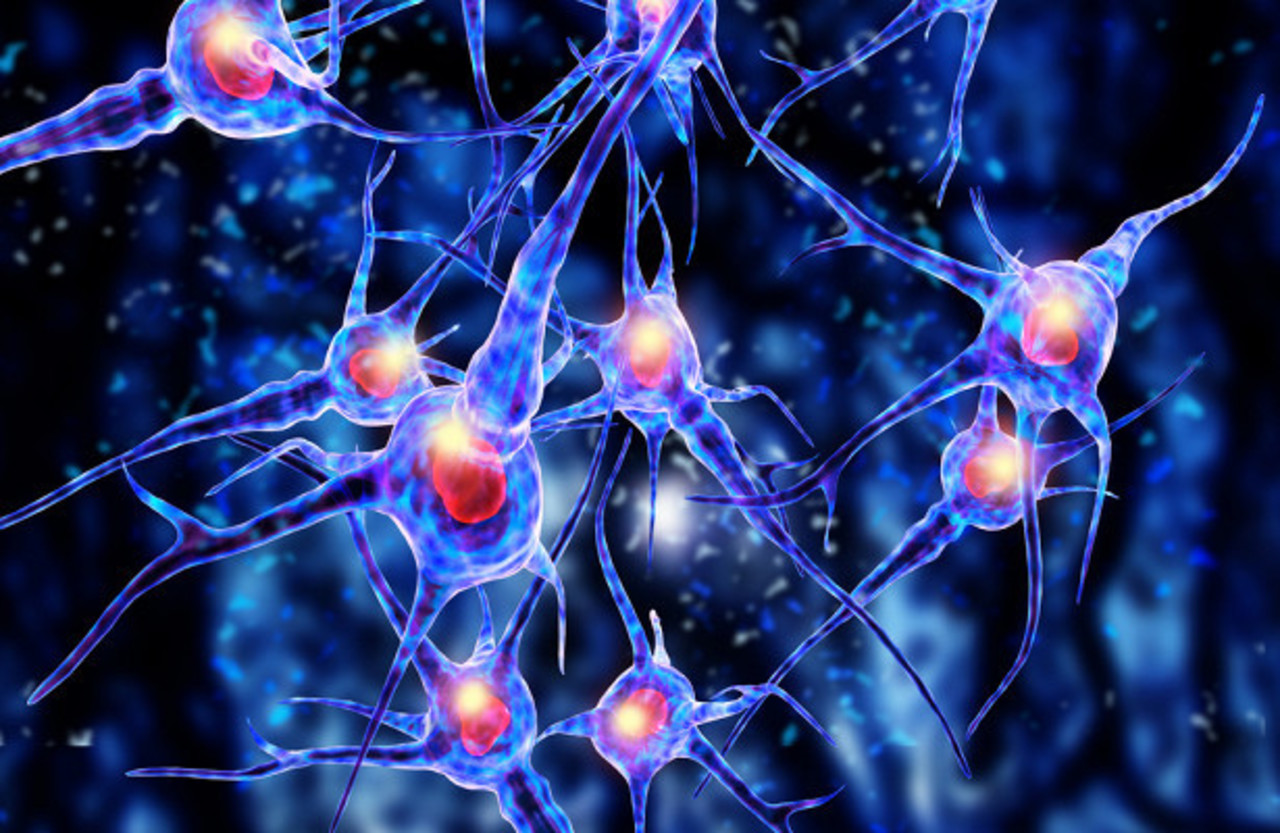 Типы ядер в нервной системе. Нейрональные стволовые клетки. Скопление отростков нейронов в мозге. Центральный отросток нервной клетки. Нервные ядра цнс.