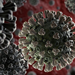 Нидерландские ученые утверждают, что обнаружили антитело против COVID-19
