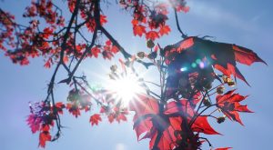 Раскрыты обнадеживающие результаты исследования о влиянии солнечного света на коронавирус