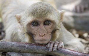 Китайская вакцина против COVID-19 успешно прошла испытания на обезьянах и переходит к фазе I