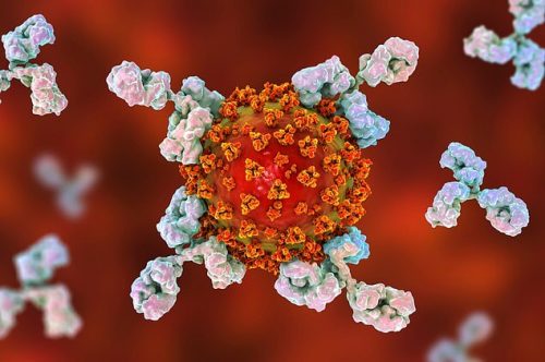 Ученые создают антитело, побеждающее коронавирус в лаборатории