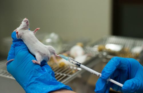 РНК-вакцину от коронавируса протестировали на мышах и обезьянах в США