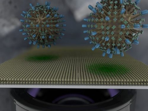 Клеточная «мембрана на чипе» поможет быстрее найти лекарство от COVID-19