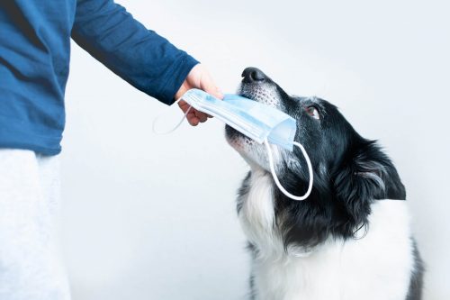 Носителей коронавируса в России будут выявлять специально обученные собаки