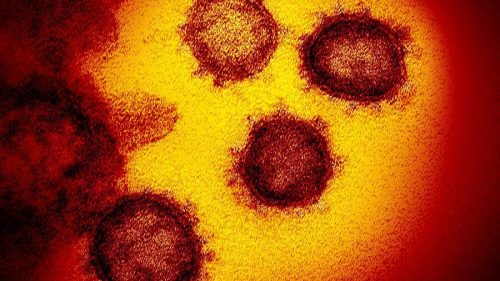 Ученые обнаружили препарат, способный блокировать коронавирус