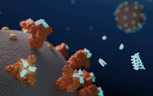 Установлено, как иммунные клетки переболевших узнают белок коронавируса