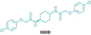Ученые представили средство ISRIB, решающее почти все проблемы с мозгом