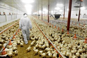 В России подтвердили первые случаи заражения человека птичьим гриппом H5N8