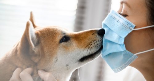 Прогноз: Академик Гинцбург ожидает массового заражения домашних животных коронавирусом