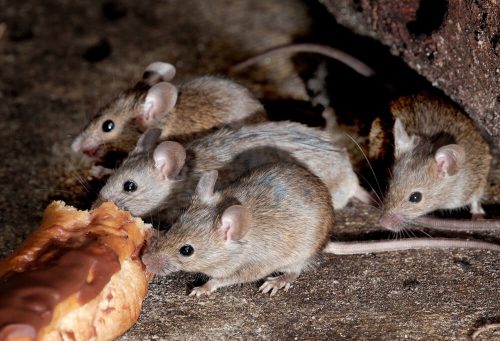 Ученые вывели светящихся мышей, чувствительных к заражению коронавирусом