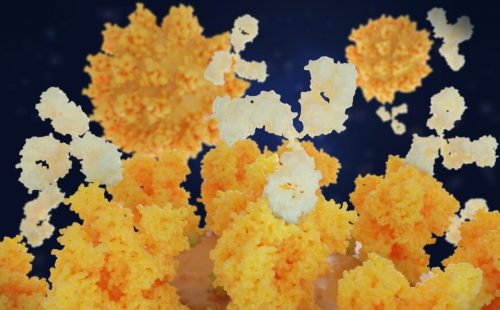 Не все препараты на основе моноклональных антител эффективны против новых штаммов коронавируса